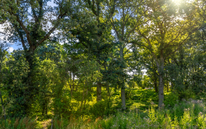 Chesterwell wood