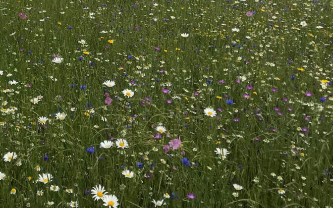 Wildflower meadow